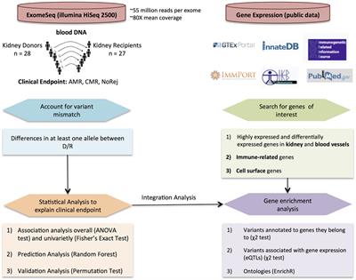 Novel Non-Histocompatibility Antigen Mismatched Variants Improve the Ability to Predict Antibody-Mediated Rejection Risk in Kidney Transplant